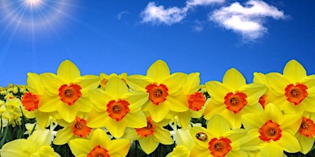 DOUBLE BAY DAFFODIL DAY EVENTS & FINAL REMINDER primary image