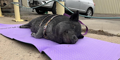 Yoga with Rescued Pigs at Colorado Cider Company primary image