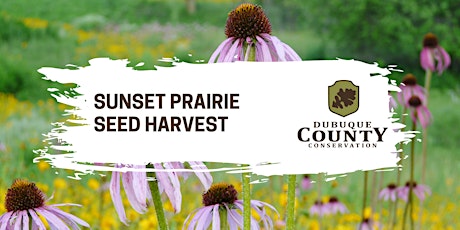 Sunset Prairie Seed Harvest
