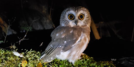 2022 Pedder Bay Owl Banding Station Visits