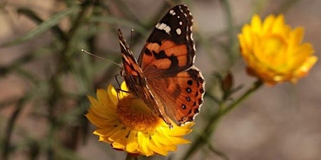 Pollinators & Westgate Park: Spring Citizen Science Workshop primary image