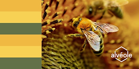 Atelier - À la découverte des abeilles