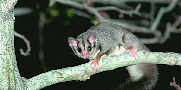 Squirrel Glider Surveying and Spotlighting at Coal Point