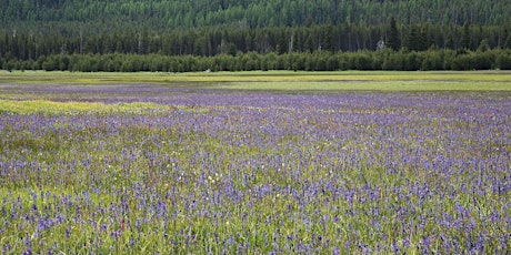 Image principale de Meadow Making Part 5: Sowing Native Seed (Frederick Co)