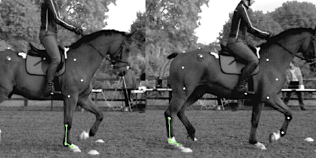 The Effect of Rising Trot on Vertical Movement Symmetry of the Horse