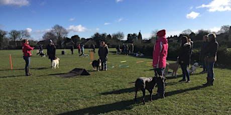 Gerrards Cross Dog Agility Sessions primary image