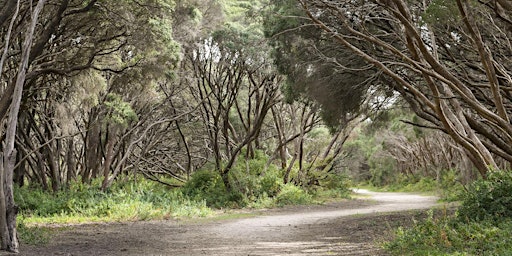 Nature walk - Gateway Moonah Reserve, Barwon Heads - Geelong Nature Month