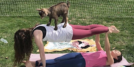 Bend and Brew Goat Yoga Class with Fall Babies