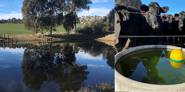 Water for stock, environment and peace of mind