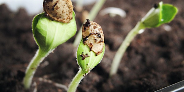 Manage to Conserve - Forest Genetic Resource conservation as part of SFM