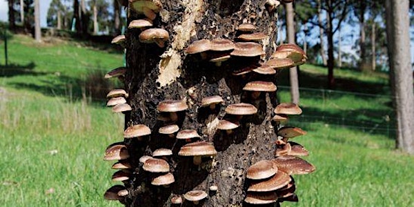Log-grown Shiitake Mushroom Workshop