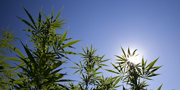 SOLD OUT..! Medical Cannabis: An Emerging Industry - Seedlings 2.0