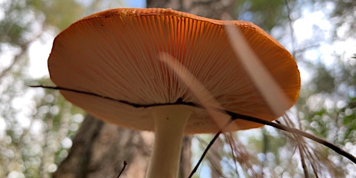 Excursie ‘Herfst en paddenstoelen’ op Hof Espelo