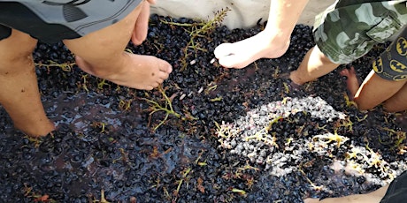 Immagine principale di Grape Harvest, Grape Stomping, Wine Tasting and Lunch in the Berici Hills 