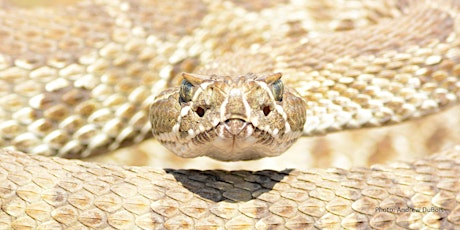 Rattlesnake Tracking at North Table Mountain Park primary image