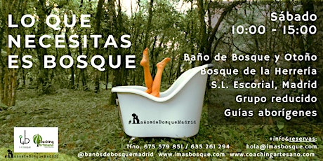 Baño de Bosque sáb 5 nov Otoño Bosque La Herrería El Escorial