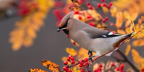 Fall Back into Birding with GMAS at the Catamount Community Forest!