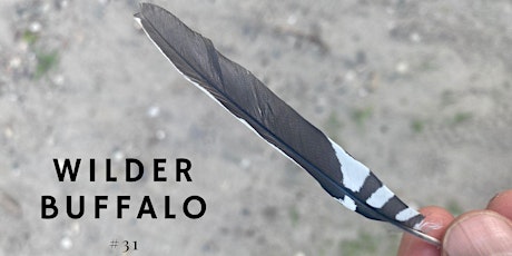 Wilder Buffalo  #31