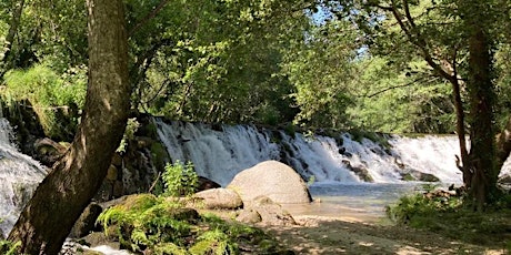 Imagem principal de Forest Bath & Hike along Rio Ovelha