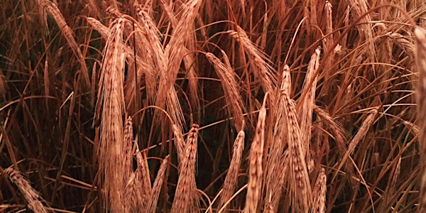 Spence Farm Foundation Bread Camp at Kendall College