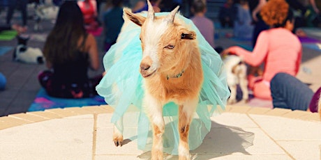Goat Yoga Lantana!