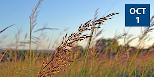 "The Prairie in Seed" - A Fall Prairie Walking Tour at Pope Farm