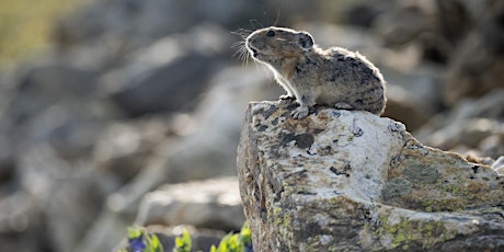Opening Reception for Pikas, Prairies, and the Climate Crisis