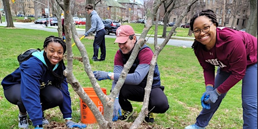 Tree Giveaway and Stewardship Day at Mosholu Parkway primary image
