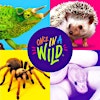 Logotipo de Once in a Wild