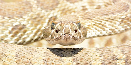 Rattlesnake Tracking at North Table Mountain Park, Oct 1 primary image