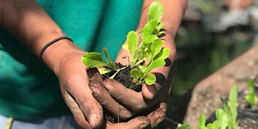 Turnip Tuesday: Open Urban Farm Days