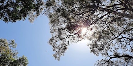 Sound Medicine Hike - Gresswell Forest (Bundoora) primary image