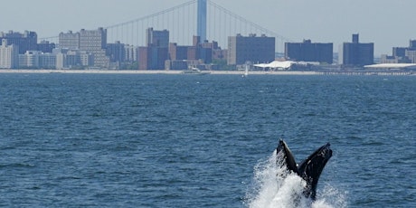 Ocean Frontiers III – Film & Panel at St. John's University, Staten Island primary image