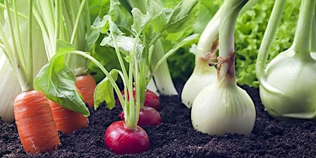 Grow your own school vegetable garden