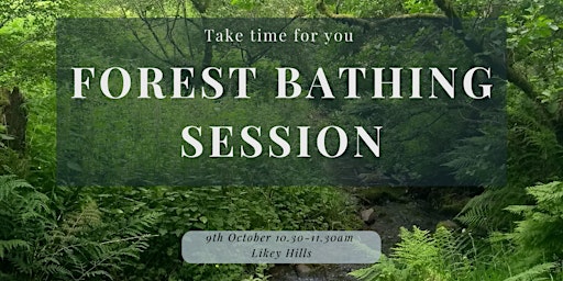 An hour of calm at a Shinrin-yoku / Forest Bathing session