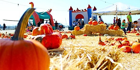  {510} Go Hog Wild at Speer Family Pumpkin Patch primary image