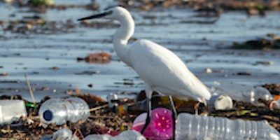 Beyond the Water Bottle: Minimizing Microplastic Pollution