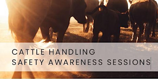 Cattle Handling Safety Awareness Session - Powranna Saleyards