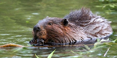 Living with Beavers primary image