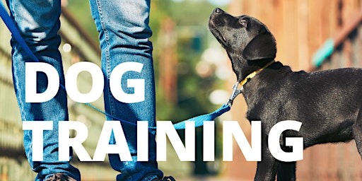 Canine Obedience Class (1-to-1)