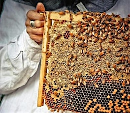 Natural Beekeeping primary image