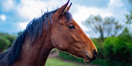 Healthy Horse, Healthy Pasture Workshop - Newbury