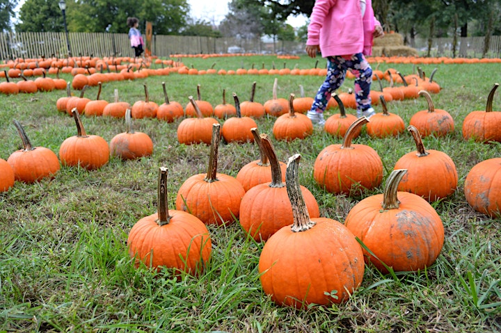 Pumpkin Patch at Queens Botanical Garden image