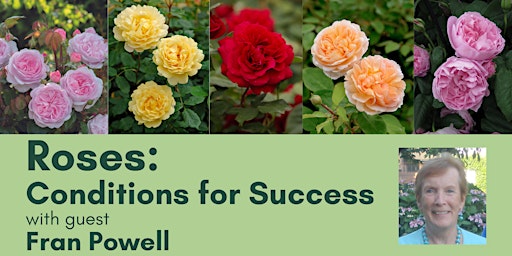 Roses: Conditions for Success