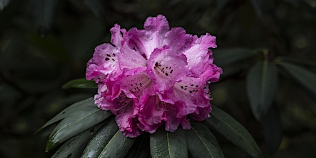 Forest Therapy Dandenong Ranges -  Rhododendron Gardens primary image