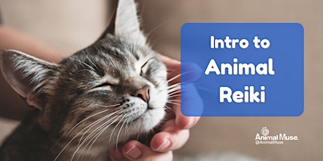 Intro to Animal Reiki