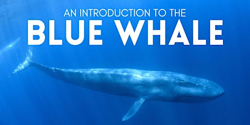 The Blue Whale: An Introduction to Biology, Behaviour and Conservation