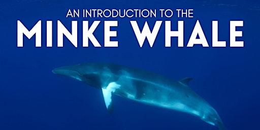 The Minke Whale: An Introduction to Behaviour, Biology and Conservation