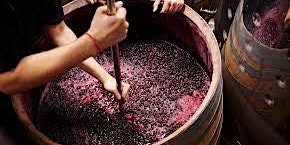 Winemaking and Other Traditions in an Italian Immigrant Family