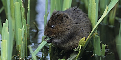 Primaire afbeelding van Water Voles and Otters - Ecology and Survey (online and field course)